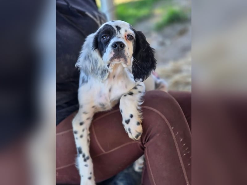 Pepe - junge Setter-Seele sucht wundervolles Zuhause!