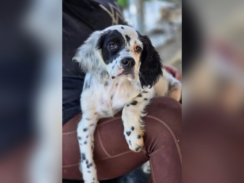 Pepe - junge Setter-Seele sucht wundervolles Zuhause!