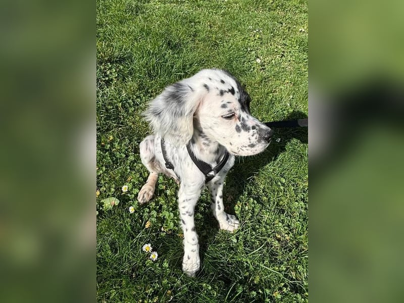 Odin - Ein Herzenshund, bereits auf PS in DE, auf der Suche nach seinem Zuhause ❤️