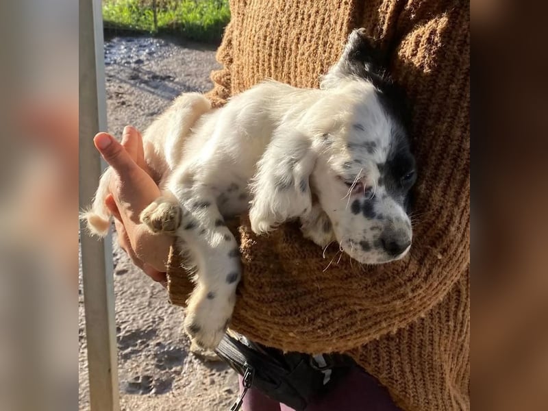Odin - junge Setter-Seele sucht wundervolles Zuhause!