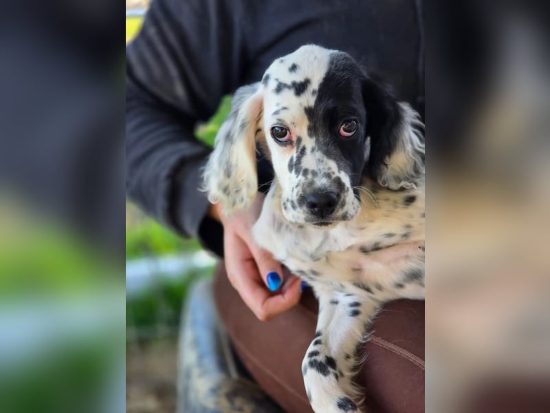 Odin - Ein Herzenshund, bereits auf PS in DE, auf der Suche nach seinem Zuhause ❤️