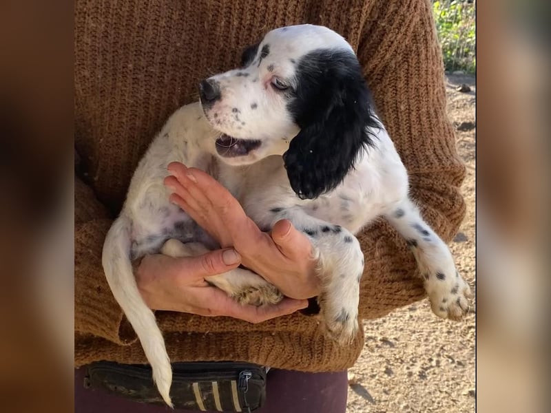 Pepe - junge Setter-Seele sucht wundervolles Zuhause!