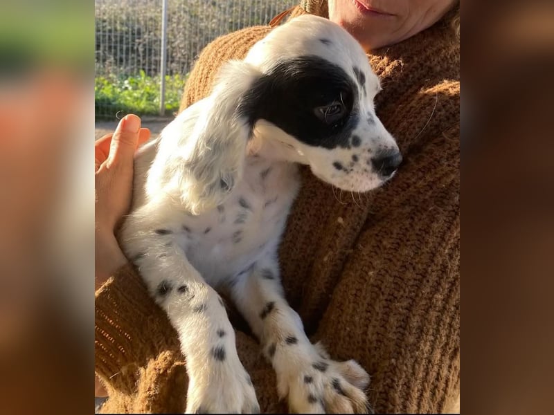 Pepe - junge Setter-Seele sucht wundervolles Zuhause!