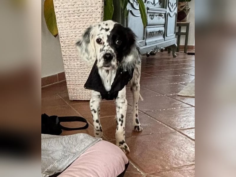 Odin - Ein Herzenshund, bereits auf PS in DE, auf der Suche nach seinem Zuhause ❤️