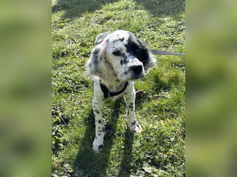 Odin - Ein Herzenshund, bereits auf PS in DE, auf der Suche nach seinem Zuhause ❤️