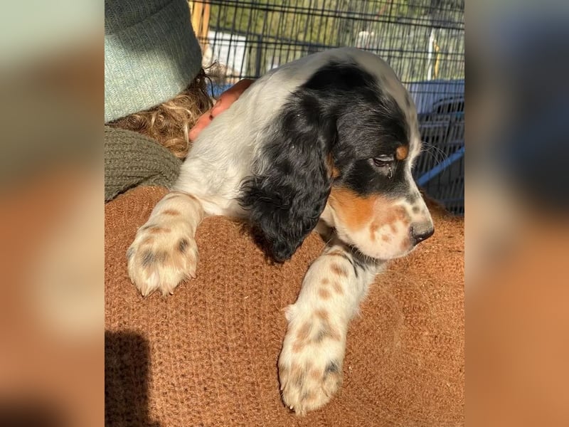 Oreo - junge Setter-Seele sucht wundervolles Zuhause!