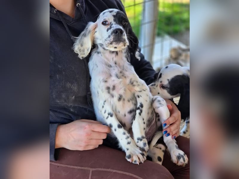 Odin - Ein Herzenshund, bereits auf PS in DE, auf der Suche nach seinem Zuhause ❤️