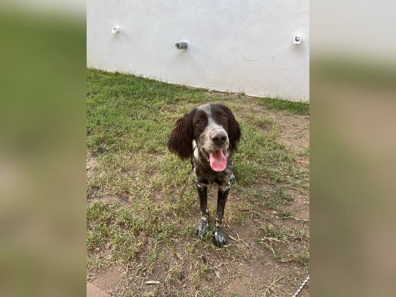 Oscar....heimatlos