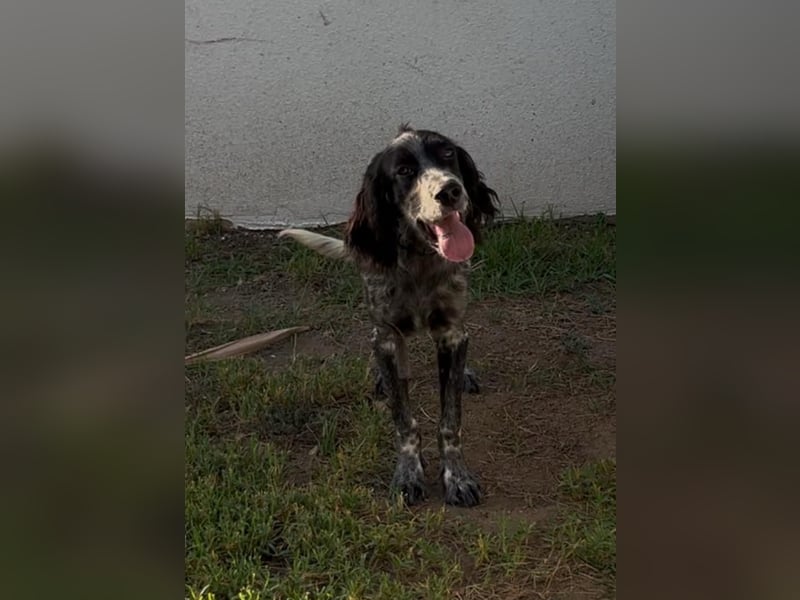 Oscar....heimatlos