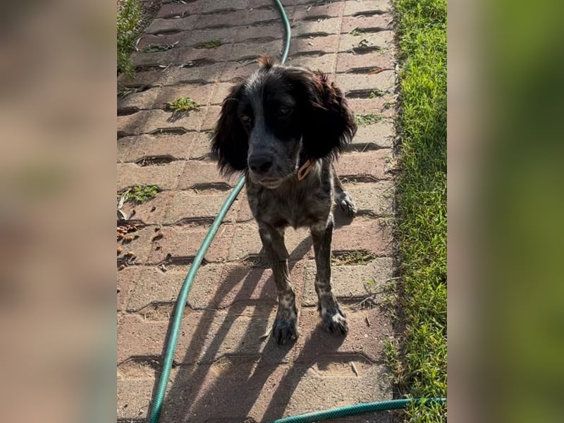 Oscar....heimatlos