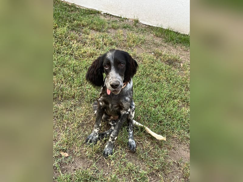 Oscar....heimatlos