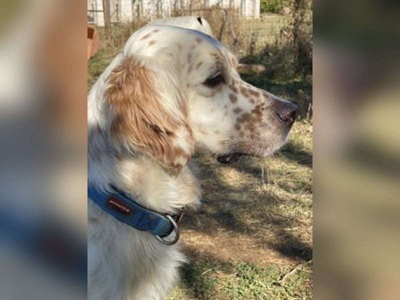 Freundlicher Warren sucht sein Lebensglück