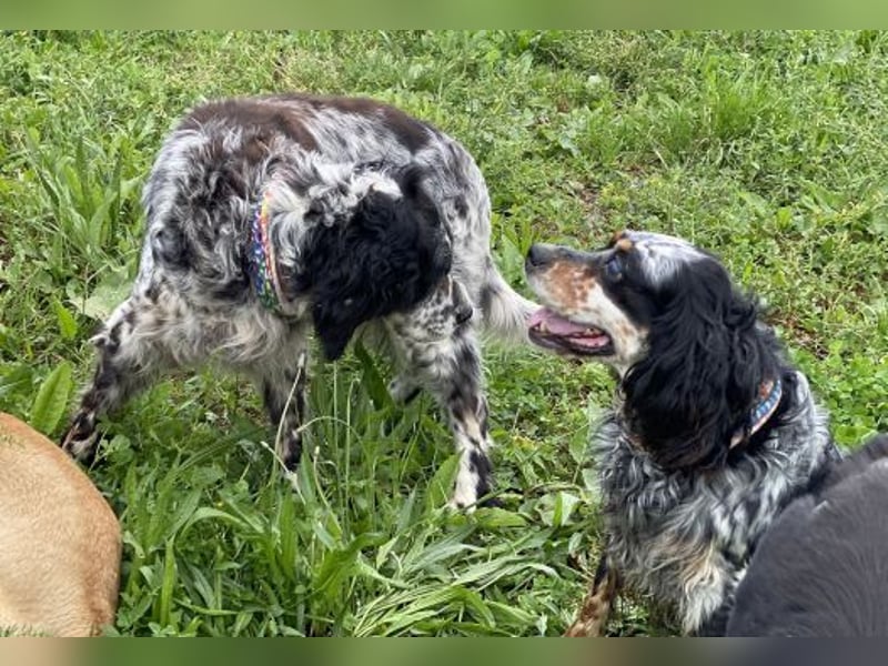*Handicap* - Fiero feiner älterer  Setter sucht warmes Körbchen