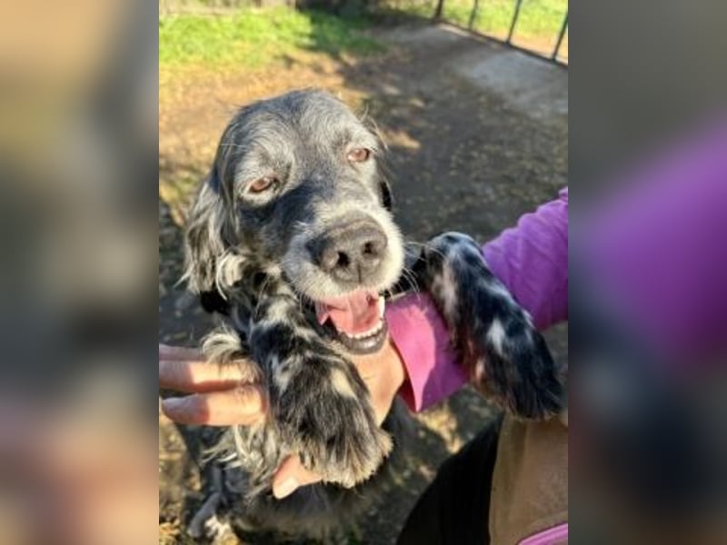 Ernesto - freundlicher Setter sucht sicheres Zuhause