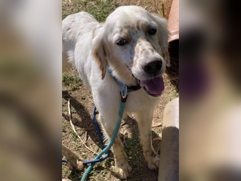 Freundlicher Warren sucht sein Lebensglück