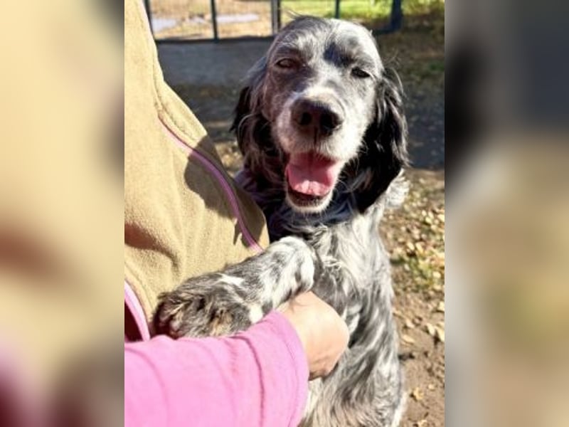 Ernesto - freundlicher Setter sucht sicheres Zuhause