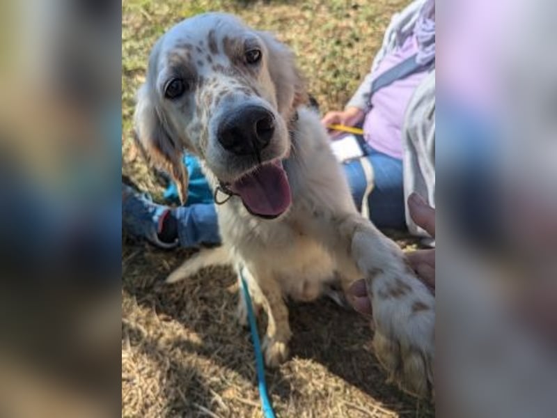 Freundlicher Warren sucht sein Lebensglück