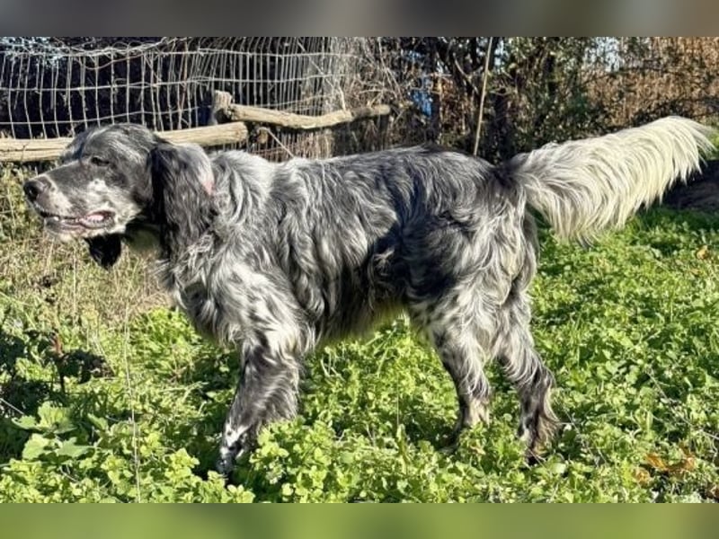 Ernesto - freundlicher Setter sucht sicheres Zuhause