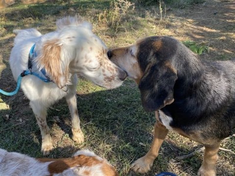 Freundlicher Warren sucht sein Lebensglück