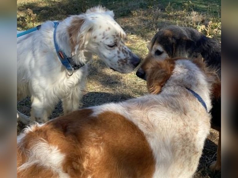 Freundlicher Warren sucht sein Lebensglück