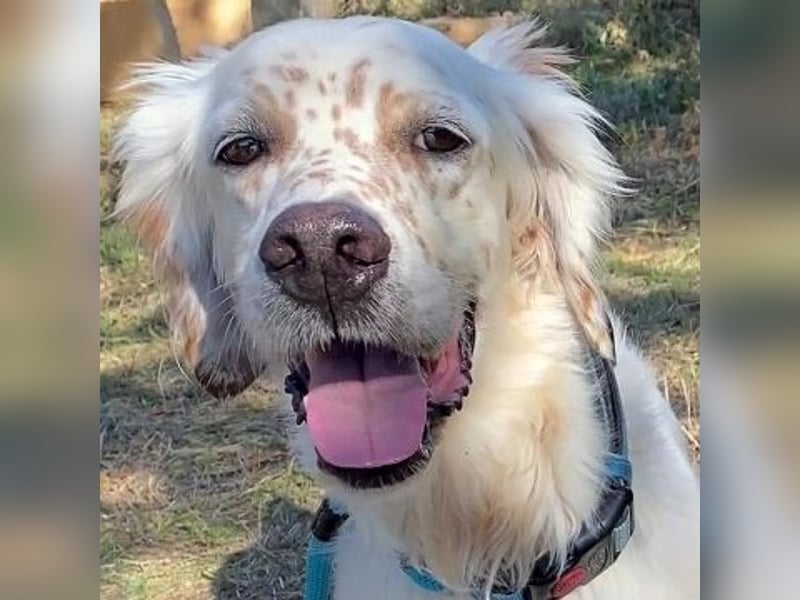 Freundlicher Warren sucht sein Lebensglück