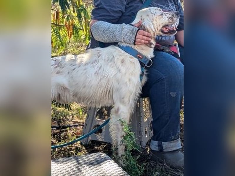 Freundlicher Warren sucht sein Lebensglück