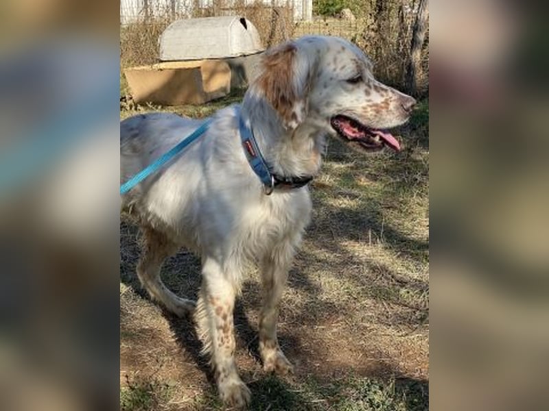 Freundlicher Warren sucht sein Lebensglück