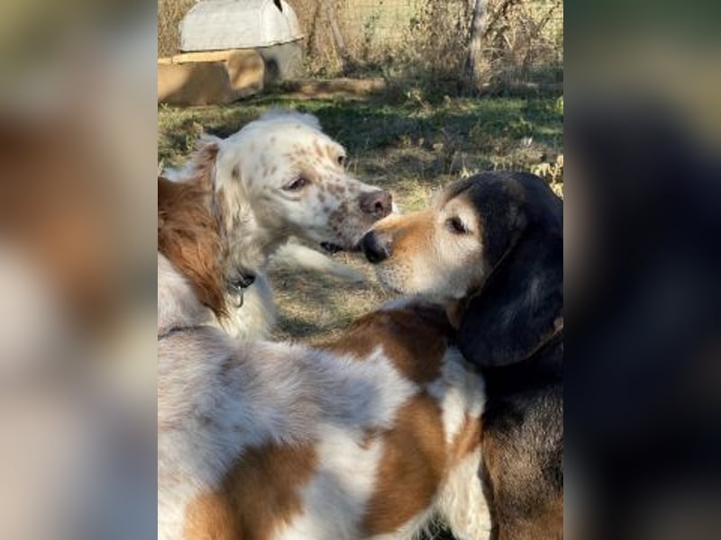 Freundlicher Warren sucht sein Lebensglück
