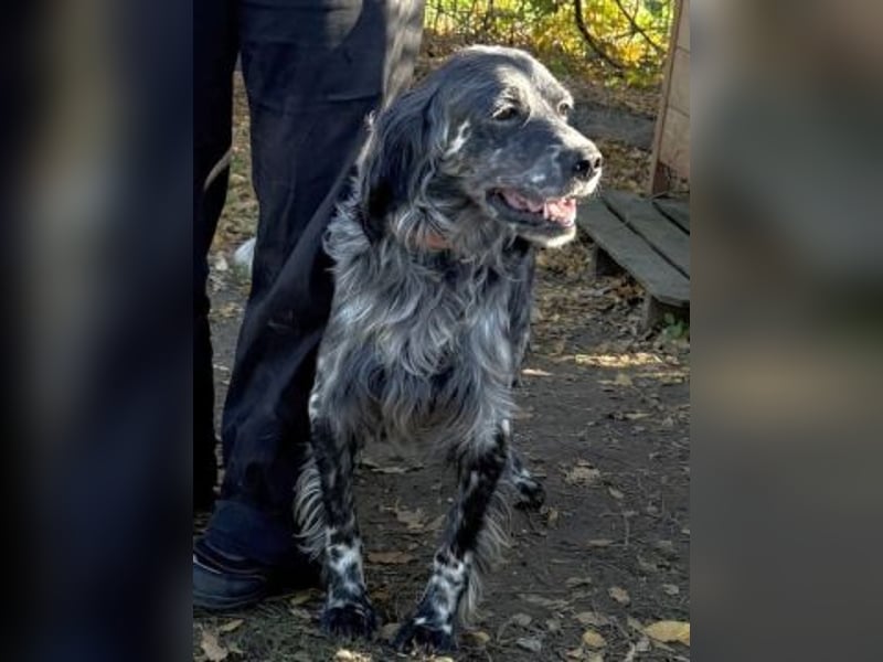 Ernesto - freundlicher Setter sucht sicheres Zuhause