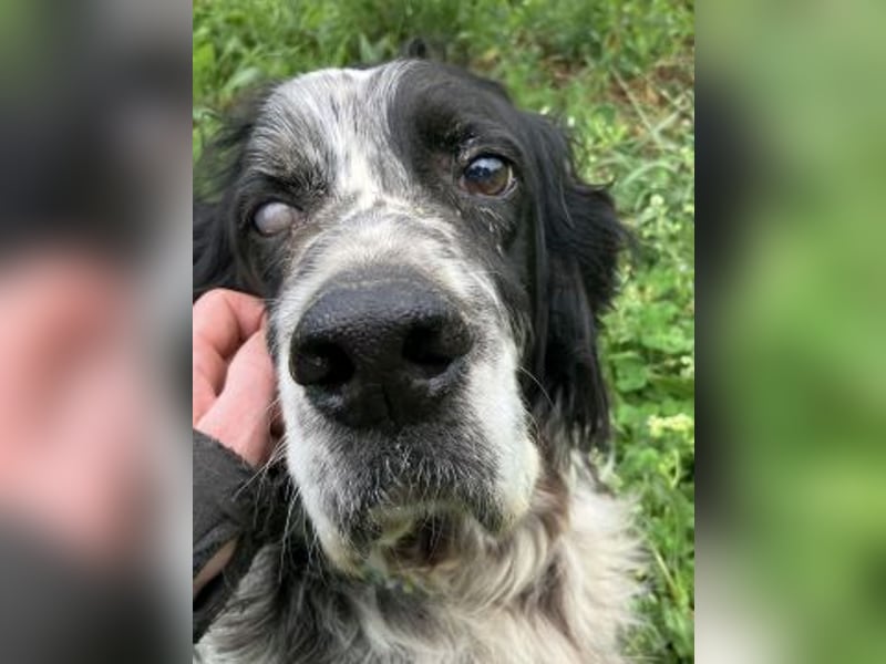 *Handicap* - Fiero feiner älterer  Setter sucht warmes Körbchen