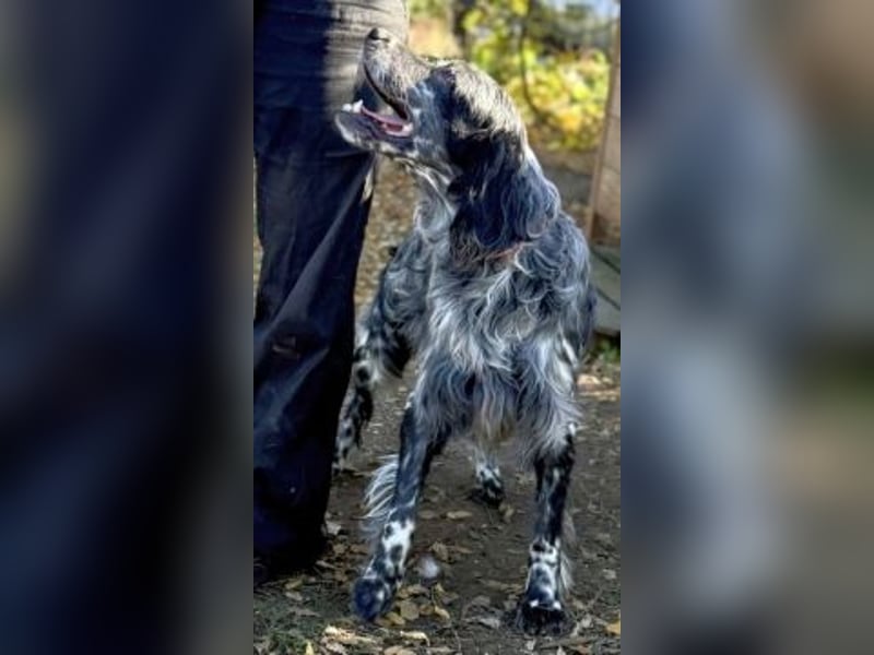 Ernesto - freundlicher Setter sucht sicheres Zuhause