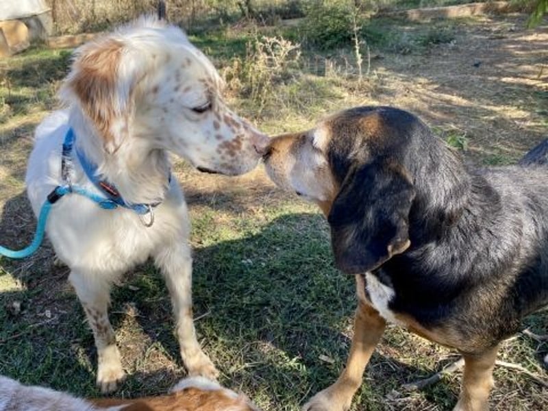 Freundlicher Warren sucht sein Lebensglück