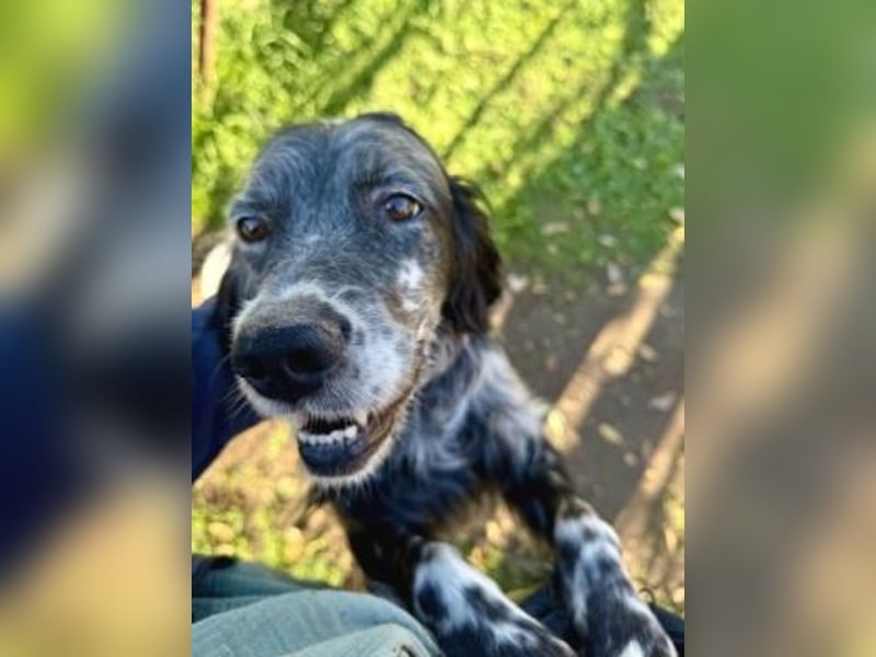 Ernesto - freundlicher Setter sucht sicheres Zuhause