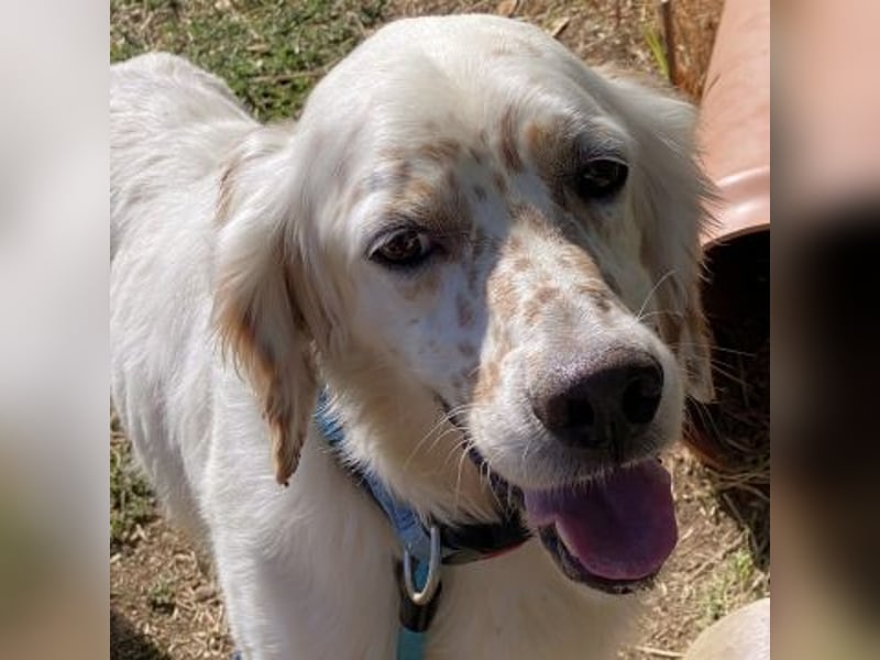 Freundlicher Warren sucht sein Lebensglück