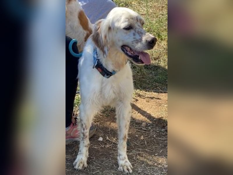 Freundlicher Warren sucht sein Lebensglück