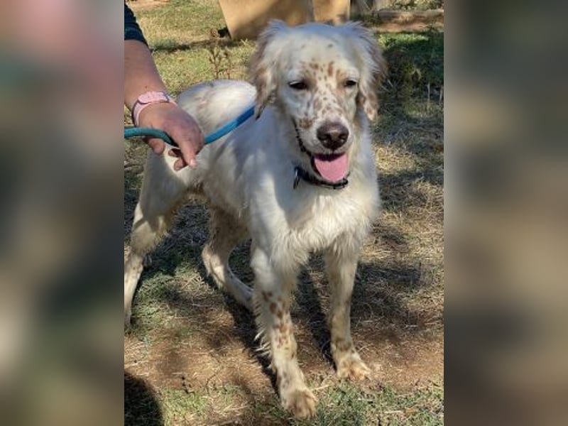 Freundlicher Warren sucht sein Lebensglück