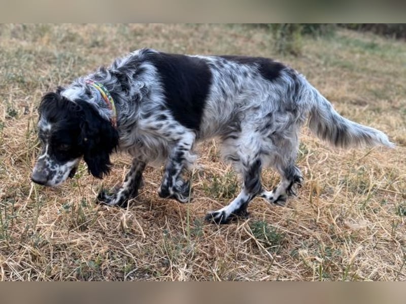 *Handicap* - Fiero feiner älterer  Setter sucht warmes Körbchen