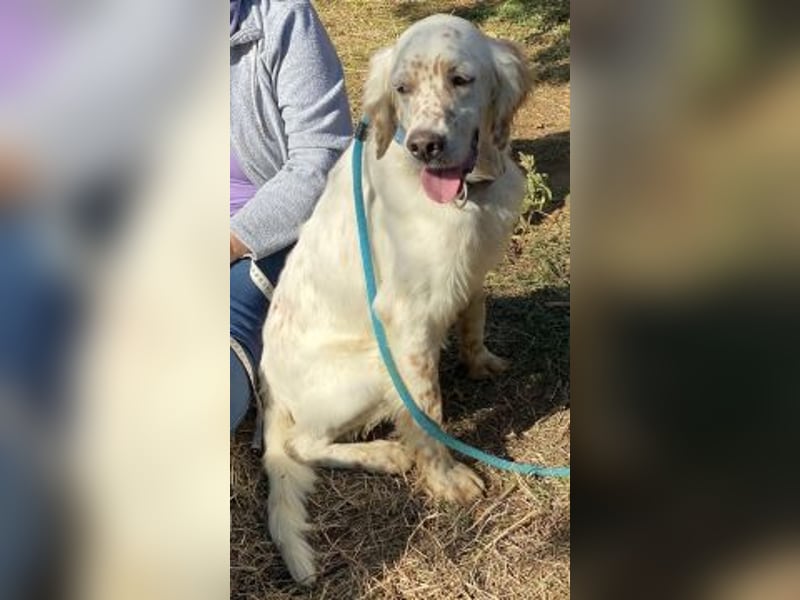 Freundlicher Warren sucht sein Lebensglück