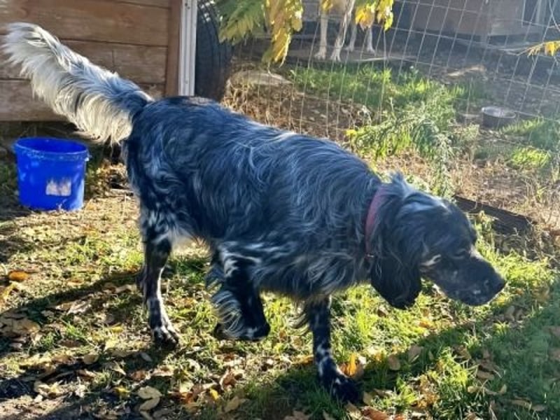 Ernesto - freundlicher Setter sucht sicheres Zuhause