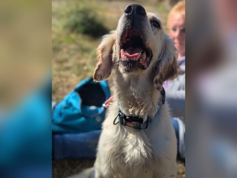 Freundlicher Warren sucht sein Lebensglück