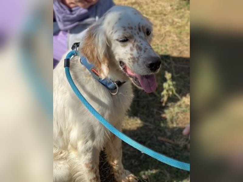 Freundlicher Warren sucht sein Lebensglück