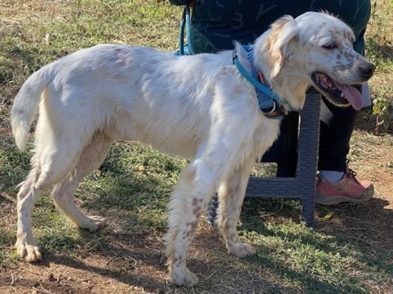 Freundlicher Warren sucht sein Lebensglück