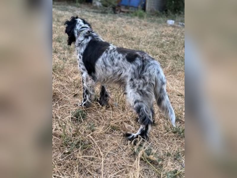 *Handicap* - Fiero feiner älterer  Setter sucht warmes Körbchen