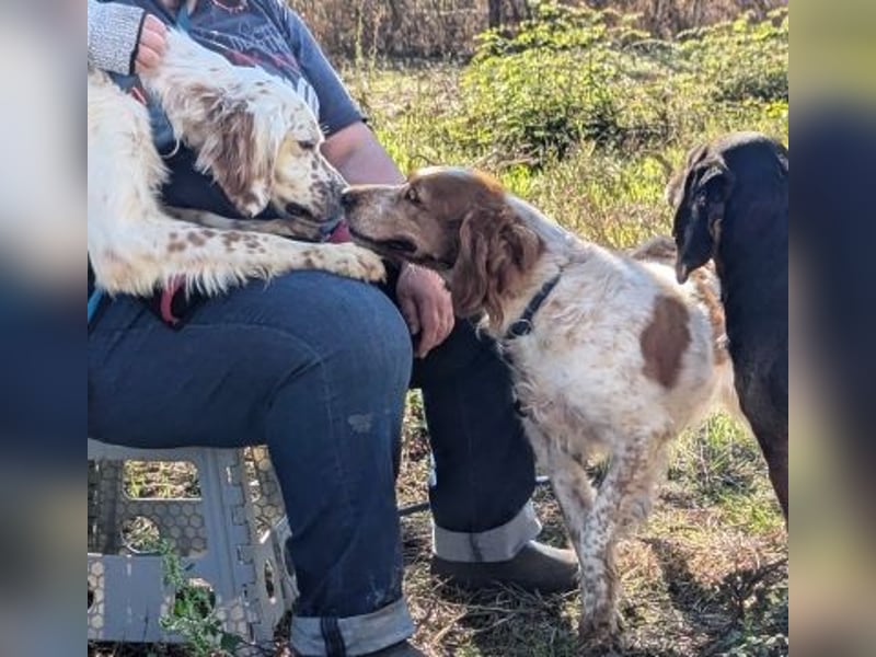 Freundlicher Warren sucht sein Lebensglück