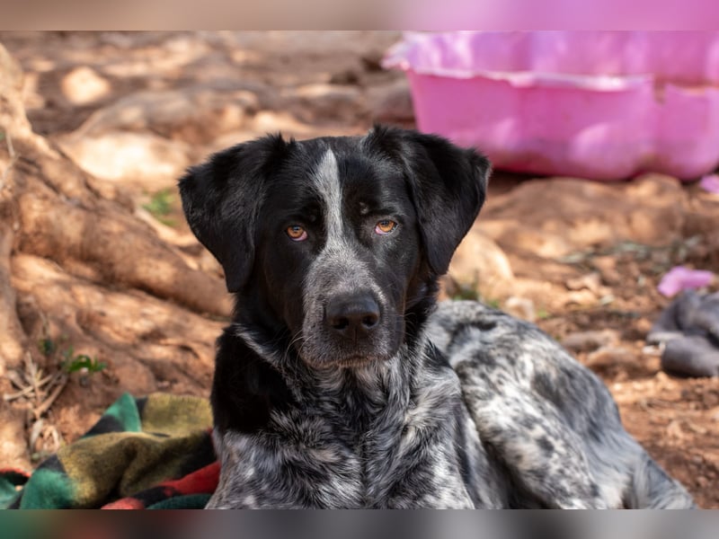 agiler Menschen bezogener Setter MERLIN