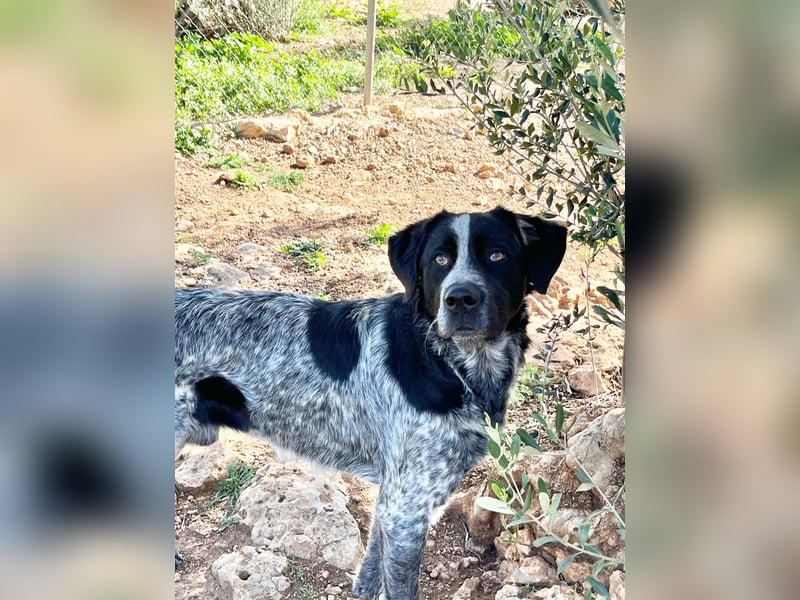agiler Menschen bezogener Setter MERLIN