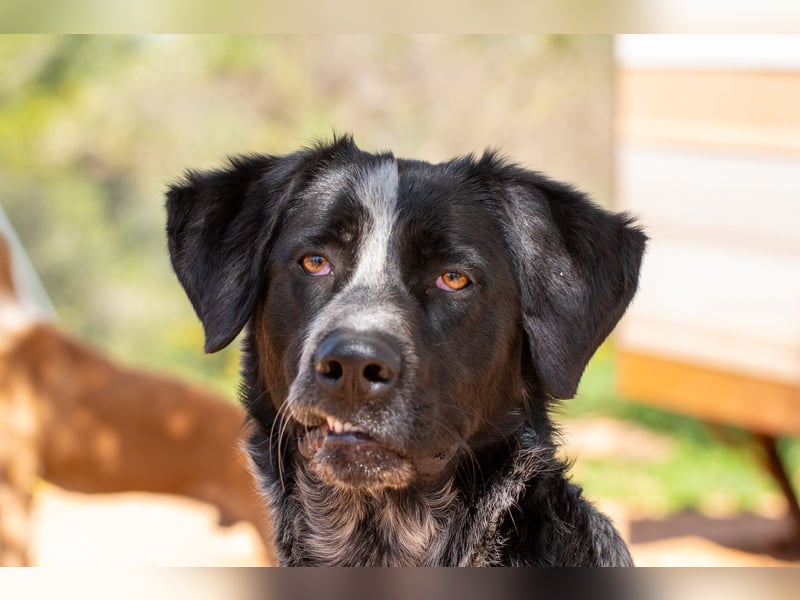 agiler Menschen bezogener Setter MERLIN