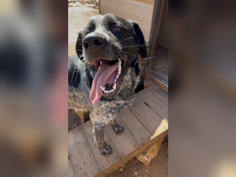 agiler Menschen bezogener Setter MERLIN