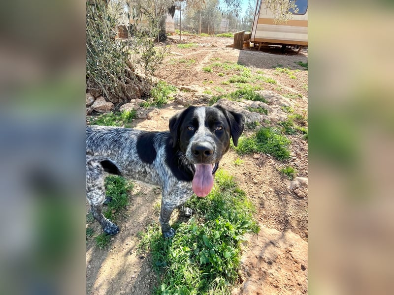 agiler Menschen bezogener Setter MERLIN
