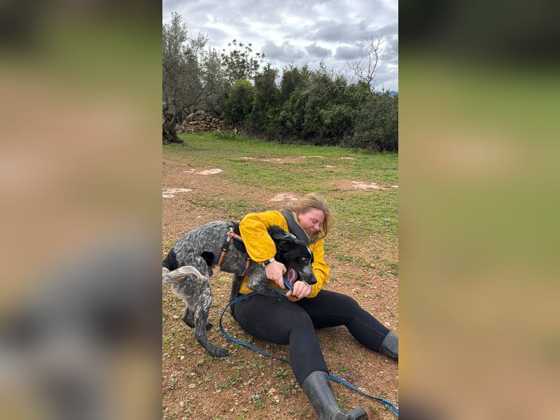 agiler Menschen bezogener Setter MERLIN